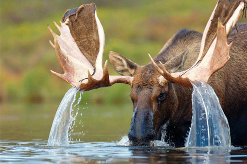 antlers-moose