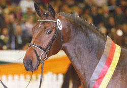 kentucky_kop