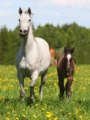 Mare-and-foal