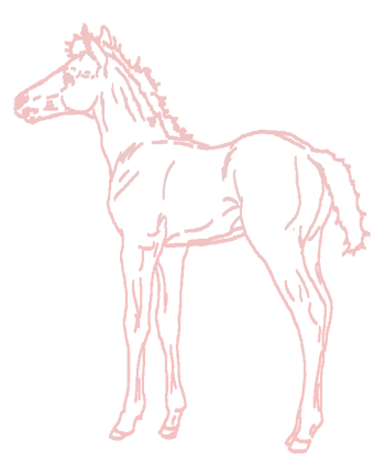 foal_lineart